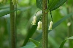 Polygonatum verticillatum