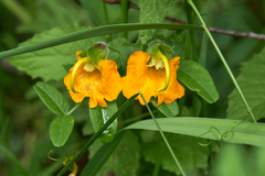 Rhynchocorys orientalis