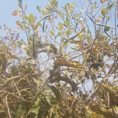 Leptadenia lanceolata