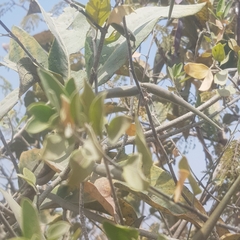 Leptadenia lanceolata