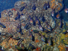 Pempheris vanicolensis