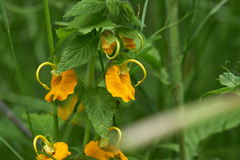 Rhynchocorys orientalis