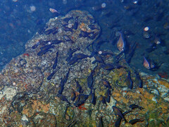 Pempheris vanicolensis