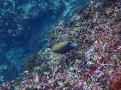 Sufflamen chrysopterum