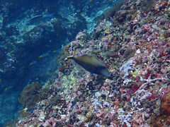 Sufflamen chrysopterum