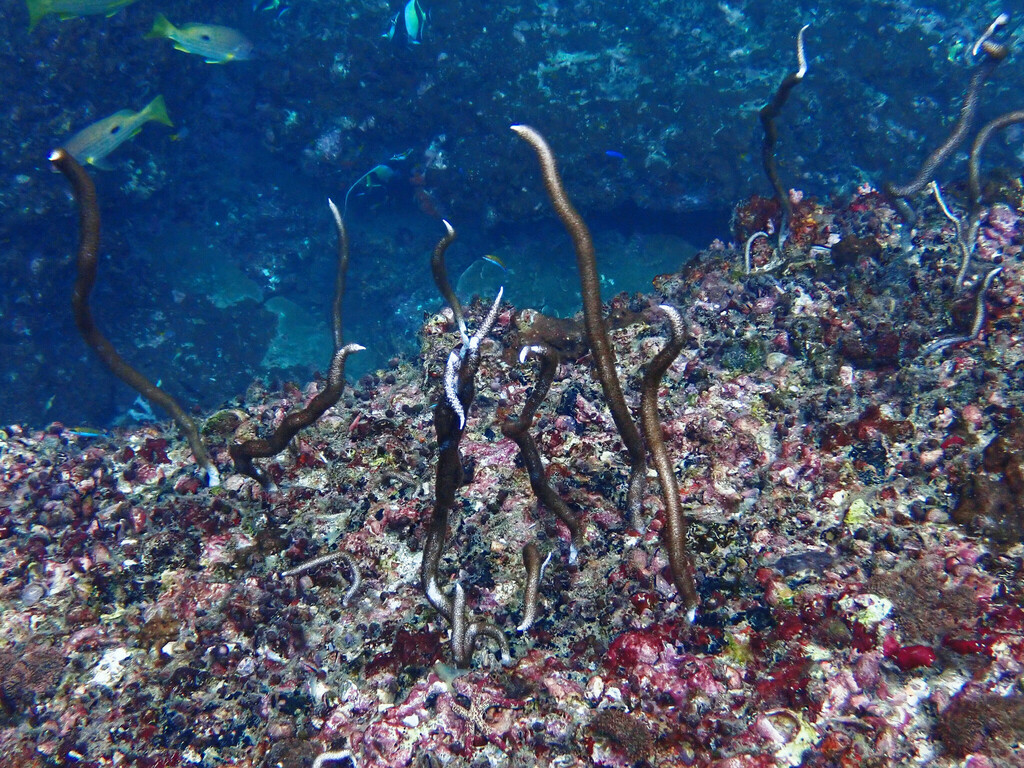 Fragile sea whip