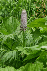 Pedicularis atropurpurea