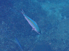 Caesio caerulaurea