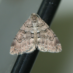 Thera cognata