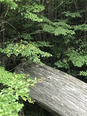 Troglodytes aedon chilensis