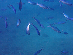 Caesio caerulaurea