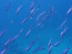 Caesio caerulaurea