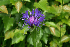 Centaurea nigrofimbria