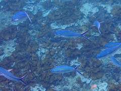 Caesio caerulaurea