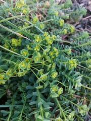 Euphorbia portlandica