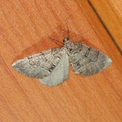 Thera cognata