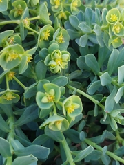 Euphorbia portlandica