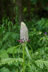 Pedicularis atropurpurea