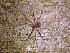 Dicranopalpus larvatus