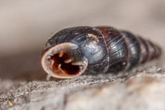 Chondrina kobeltoides