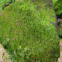 Ulva lactuca