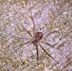 Dicranopalpus larvatus