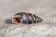 Chondrina kobeltoides