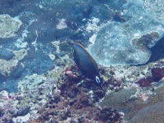 Acanthurus bariene