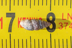 Chondrina kobeltoides