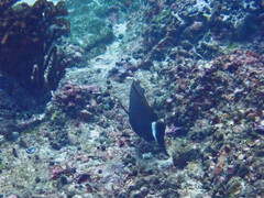 Acanthurus bariene