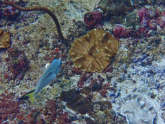 Scolopsis monogramma