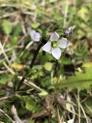 Gentianella magellanica
