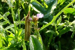 Agriphila tristella