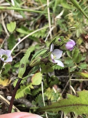 Gentianella magellanica