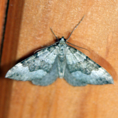 Colostygia aptata