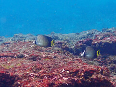Chaetodon decussatus
