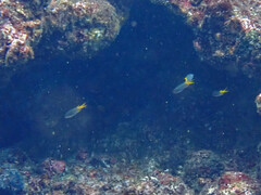 Neopomacentrus sororius