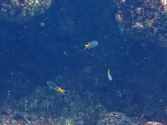 Neopomacentrus sororius