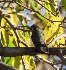 Cynanthus latirostris