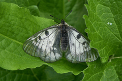 Parnassius mnemosyne