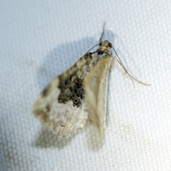 Epirrhoe galiata