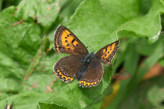 Lycaena helle
