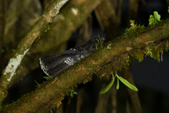 Nyctiphrynus rosenbergi