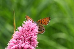 Lycaena helle