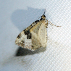 Epirrhoe galiata