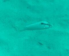 Halichoeres scapularis