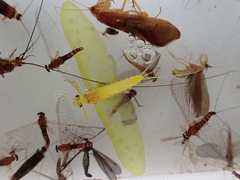 Ameletopsis perscitus