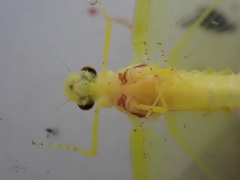 Ameletopsis perscitus