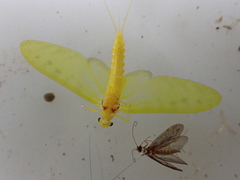 Ameletopsis perscitus