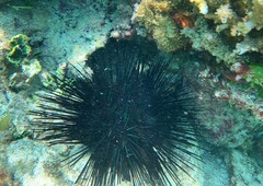 Echinothrix